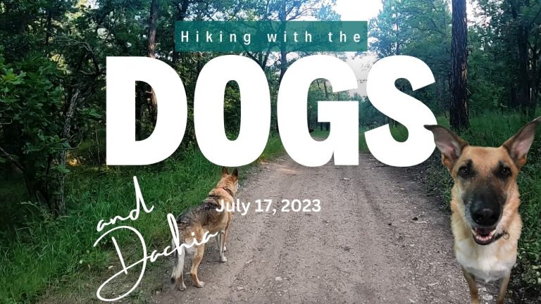 Hike with the Dogs July 17, 2023 (Cows on the trail)