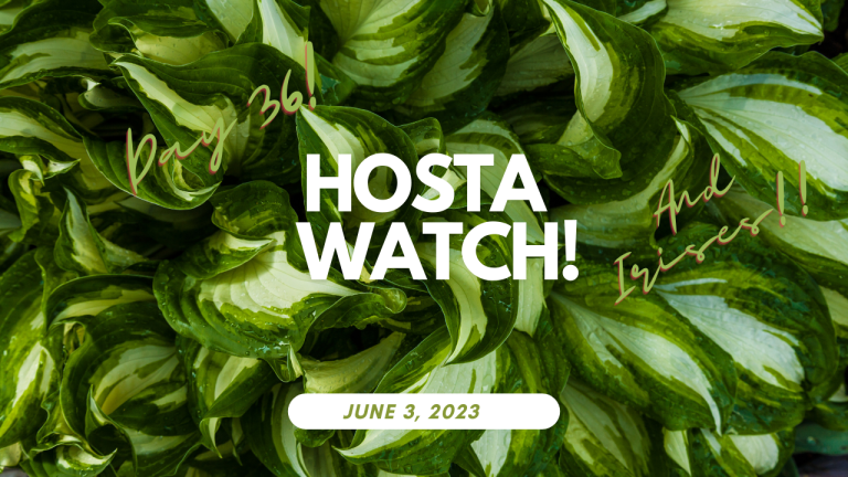 The Perfect Refuge- Day 36? or so of Hosta Watch Plus some new baby lilacs!